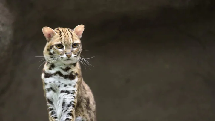 Video 1028201: cat tiger leopard, leopard cat animals, chinese leopard