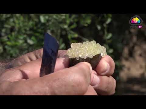 Frutas de fantasía con 'Sabores de Isla Cristina'