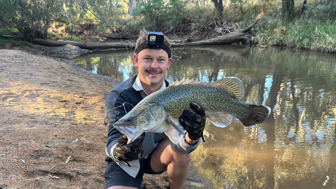 Murray Cod Fishing Bonanza Epic Skinny Water Captures - YouTube