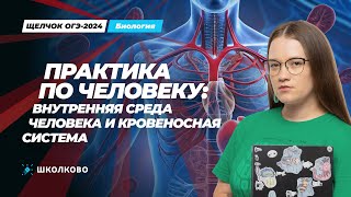 Щелчок к ОГЭ 2024 | Практика по человеку: внутренняя среда организма и кровеносная система