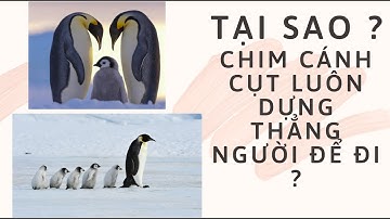 TẠI SAO CHIM CÁNH CỤT LUÔN DỰNG THẲNG NGƯỜI ĐỂ ĐI ?