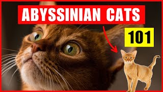 Top 10 Facts About Abyssinian Cats