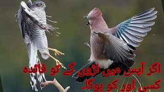 Agr Apno Main Laro Gy Tu Faida Koi Our Otaye Ga