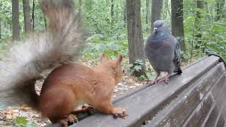 Голубь хотел отжать орешки у Ушастика, но Ушастик не дрогнул / Pigeon vs squirrel