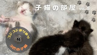 子猫　生後8日目〜　スクスク育って200gになりました