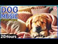 강아지 행복을 위한 힐링 음악 20시간 🎵 | 깊은 수면, 분리불안 완화, 스트레스 해소 | 혼자 있는 강아지의 편안한 휴식 🌙🐾