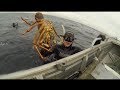 Harvesting Tasmania: Lobsters, Abalone, Sea Monsters! (Breath hold diving)