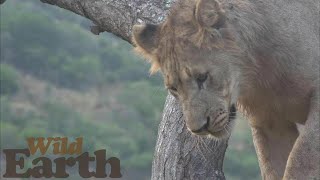 WildEarth - Sunrise Safari - 28 July 2020