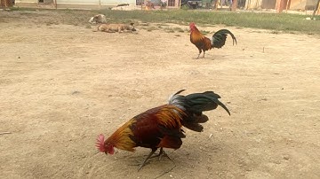 Qaib dib thiab qaib qus txuam tom peb