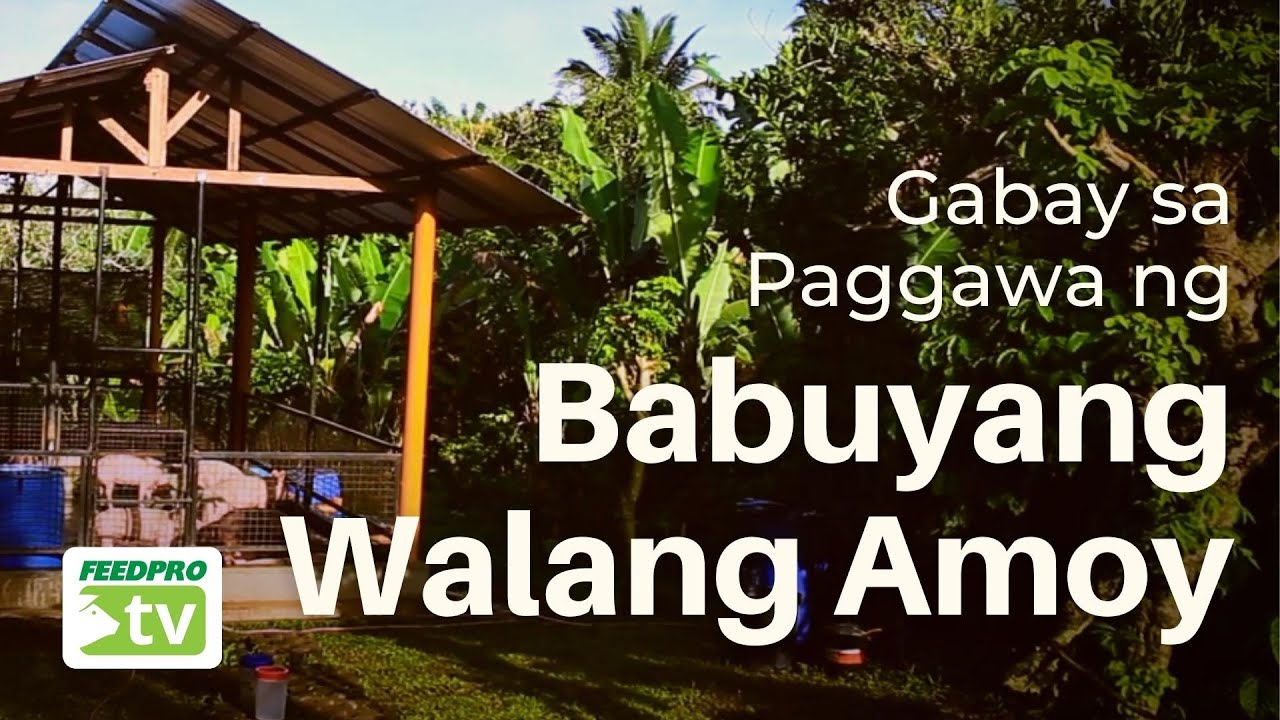 Gabay sa Paggawa ng Babuyang Walang Amoy