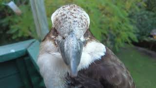 4K Viewing Of A Kookaburra. Part VIII.