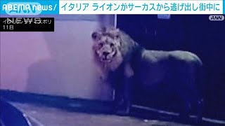 本物のライオンが街中ウロウロ　伊でサーカスの檻から逃走(2023年11月14日)