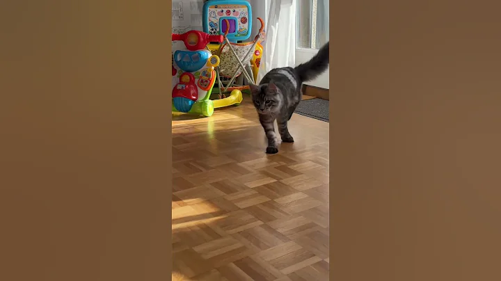 Video 11763871: maine coon kitten playing, maine coon chases, maine coons wild, maine coon toys