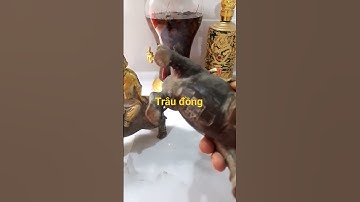 cặp trâu tiên đồng ngọc nử 0903884952