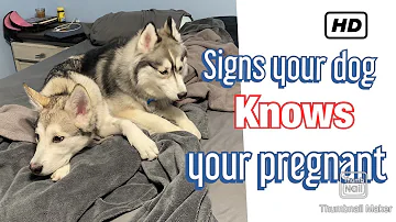 How do dogs act when a woman is pregnant?