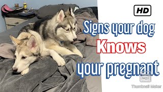 Signs your dog knows your pregnant