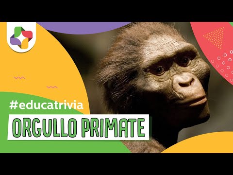 Vídeo: Què és una antropologia de primats?