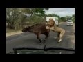 15 craziest animal attacks caught on camera  most amazing wild animal attacks