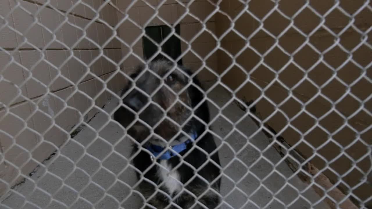 kentucky-humane-society-waiving-adoption-fees-for-adult-dogs-and-cats