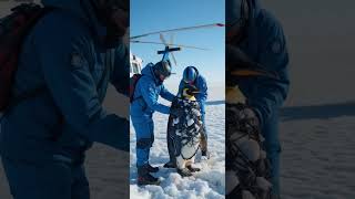 Rescue Mission Saving Wildlife In The Antarctic