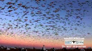 Bird Vision For Snow Geese I Elevating Your Waterfowl Hunting Game