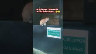 kucing jaga pos#cat