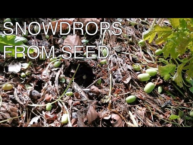 How to grow Snowdrops from Seed class=