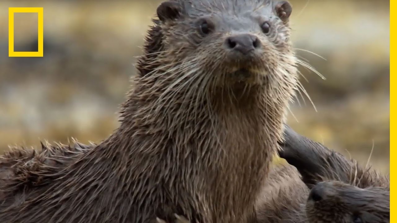 L'amour d'une mère: pour protéger son bébé, la maman loutre flotte avec lui  sur sa poitrine ( vidéo )