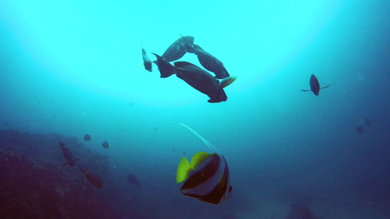 Explore TV - Bazaruto National Park Diving on the 2 Mile Reef