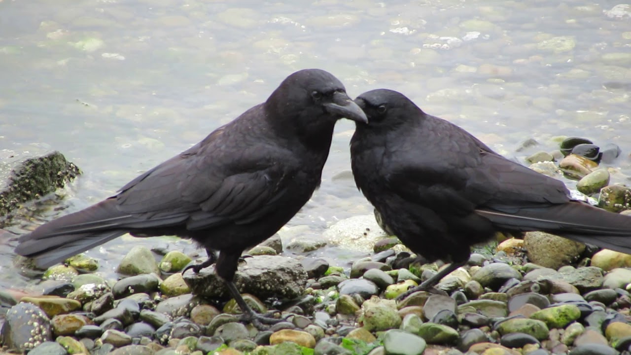 The Northwestern Crow And A Semi Tame Bird Named Canuck Owlcation