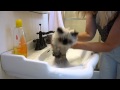 Kitties Bath Time - How to Give a Kitty a Bath - Victorian Gardens Cattery.MP4