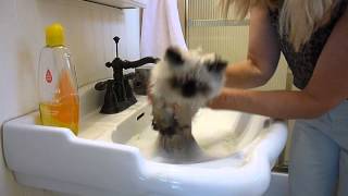 Kitties Bath Time  How to Give a Kitty a Bath  Victorian Gardens Cattery.MP4