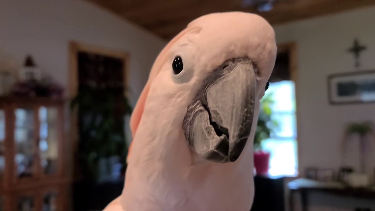 Max's Kitchen Time Drama