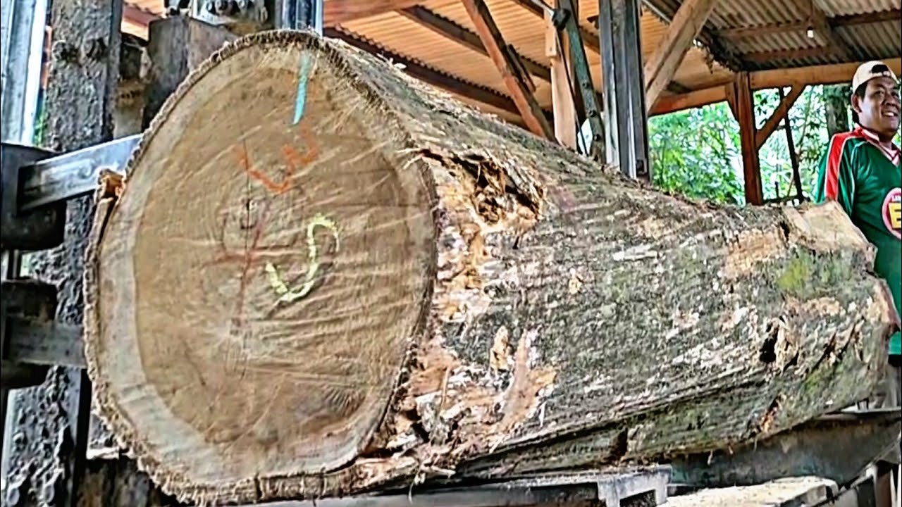 the process of cutting beautiful teak wood fibers found unexpectedly ...