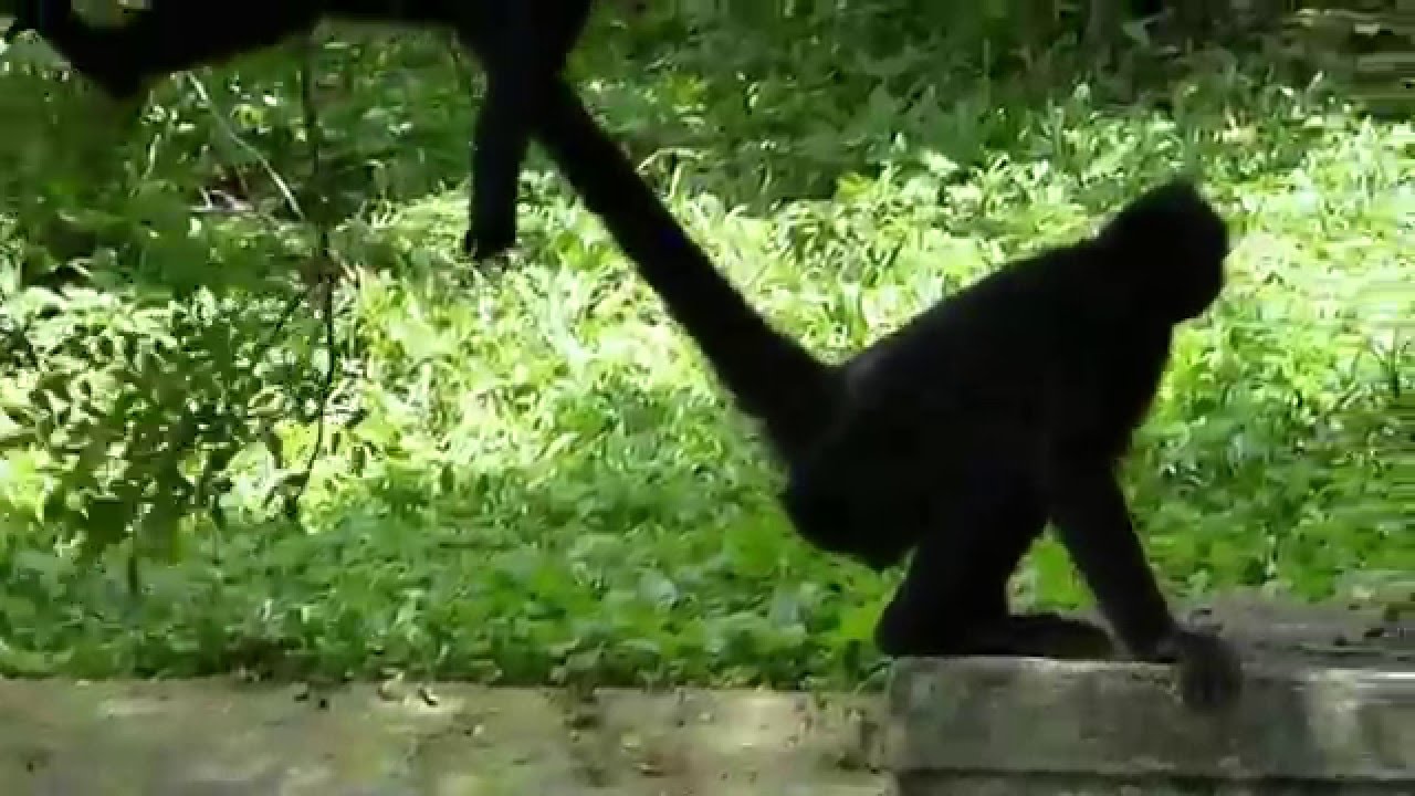 fauna brasileira sertaneja MACACO ARANHA animais selvagem macacos