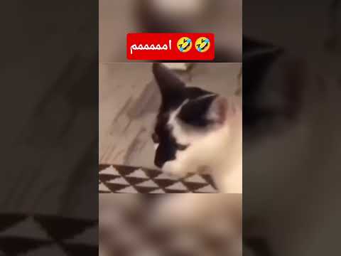 اكسبلور  لايك ترند العراق السعودية بغداد متابعه طبخ جديد حب عشق