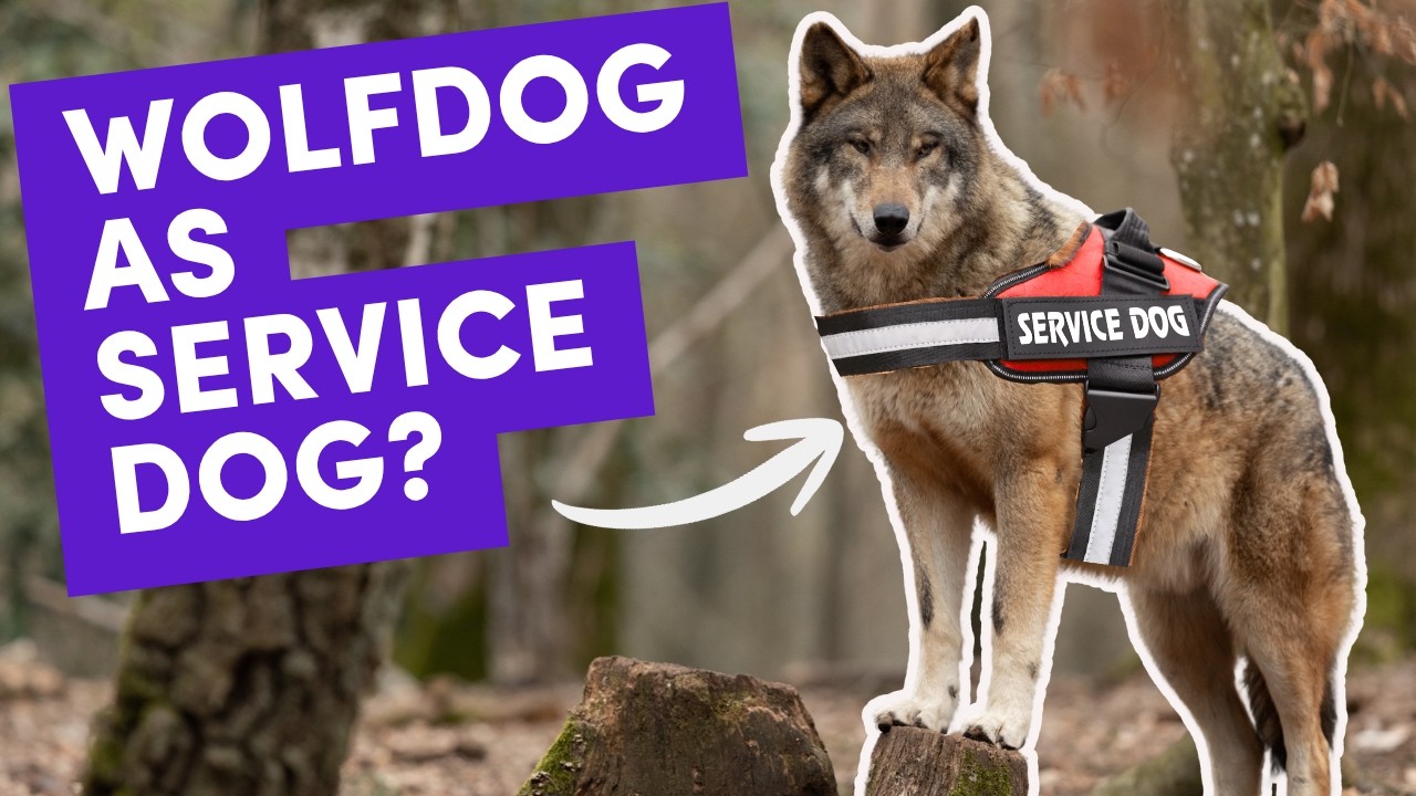 Can a Wolf Dog Hybrid be a Service Dog? And What Makes a Good Service Dog?