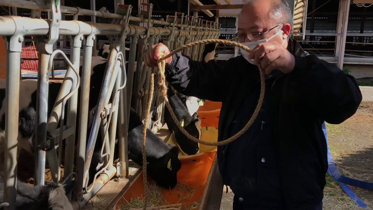 牛用簡易頭絡　牛をつかまえてみた（首かけ編）