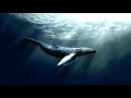 Whale singing sleep music|Пение китов музыка для сна АСМР