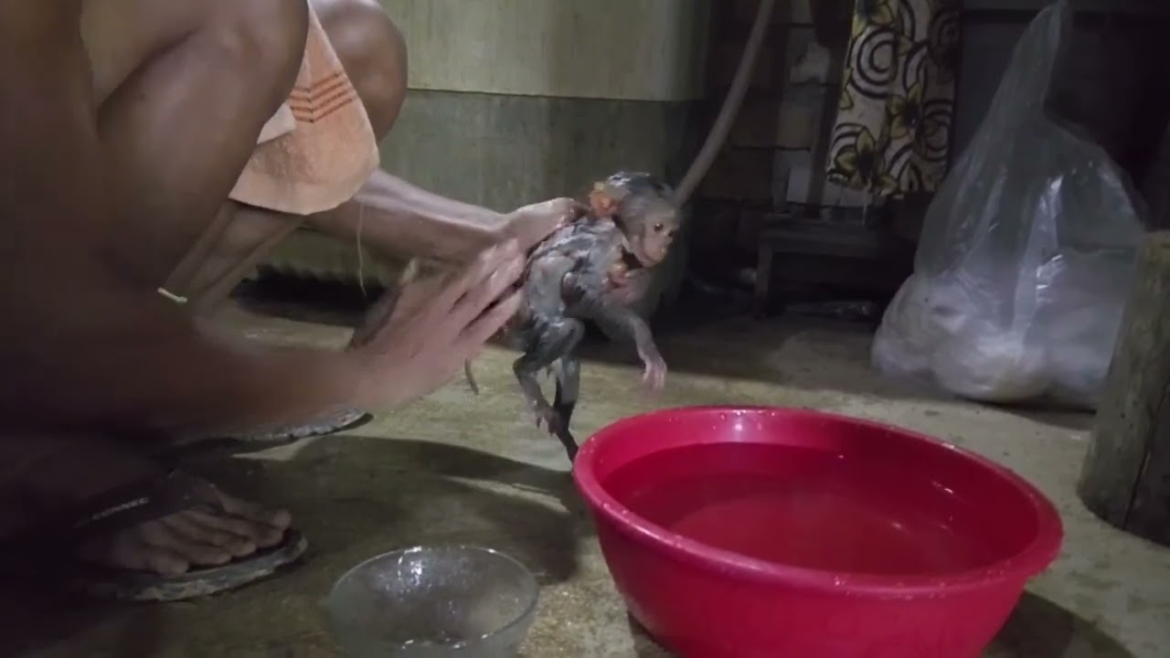 The Baron is about to be bathed even though he is still wandering around...🥰🥰🥰🥰