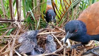 TERLIHAT SEMANGAT HIDUPNYA ANAK BURUNG BUBUT HARI INI