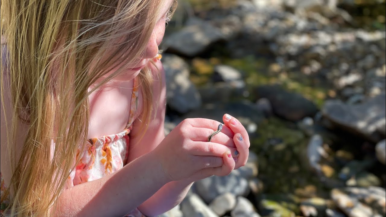 Idaho Homeschool Graduation Requirements Idaho Homeschool Graduation Requirements