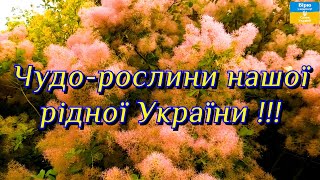 Чудо - рослини нашої рідної України !!!🌺🌺🌺