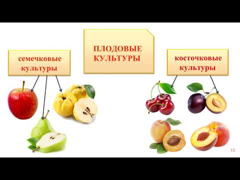 Классификация культурных растений (Технология. 5 класс. В. М. Казакевич).