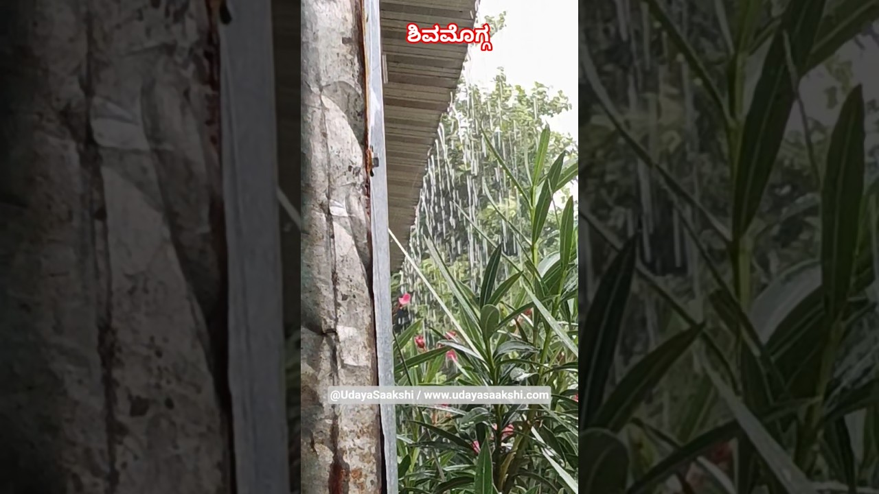 ಶಿವಮೊಗ್ಗ : 05/07/2026 ರ ಮಧ್ಯಾಹ್ನ ಬಿದ್ದ ಮಳೆ. #shimoga #shivamogga #rain #monsoon #newsfeed