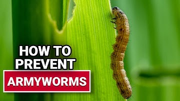How To Prevent Armyworms - Ace Hardware