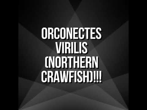 camera iphone 8 plus apk ORCONECTES VIRILIS ( northern crawfish)!!!