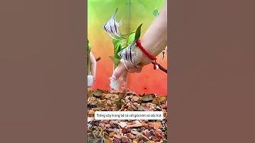 Trồng cây trong bể cá với giỏ nhựa và cốc hút bằng cách cực đơn giản #aquatic #shorts