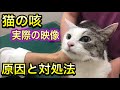 猫の咳ってどんなの？咳の原因と対処法【動物病院での猫の咳の検査と治療】