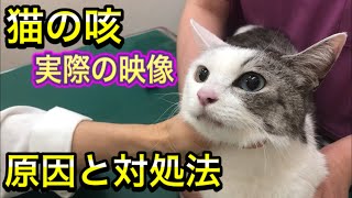 猫の咳ってどんなの咳の原因と対処法【動物病院での猫の咳の検査と治療】